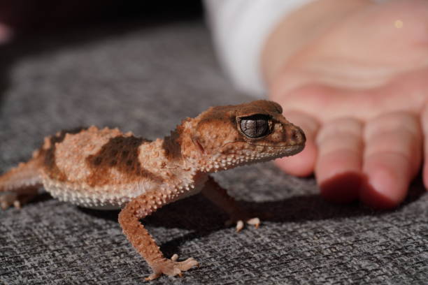 istock Human hand holding a pet knob tailed gecko 1418357197