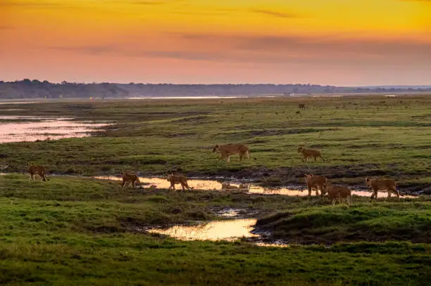 Lion pride at the bank of Chobe river against the vibrant evening sky.