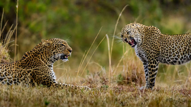 Leopard aggression stock photo