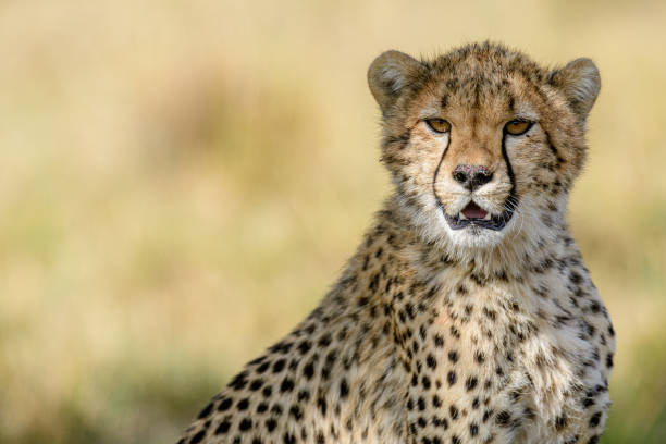 istock Close up of Cheetah 1418360999