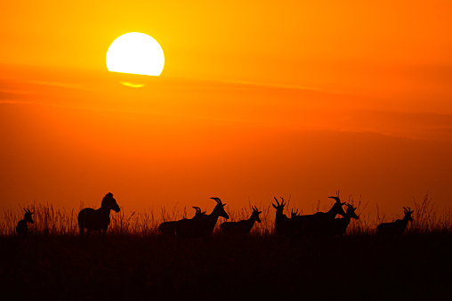 Silueta de cebra y ñus contra el cielo de la mañana. photo