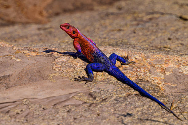 Agama Lizard stock photo