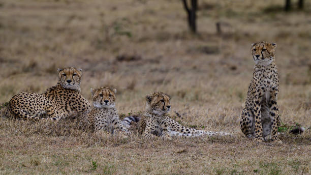 Cheetah family of Kweli in Maasai Mara stock photo