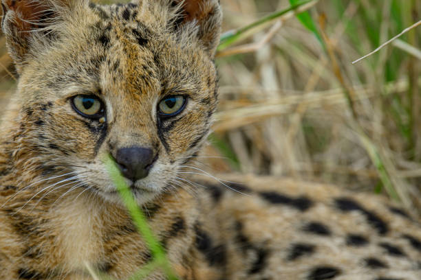 Close up portrait shot of Serval Cat in Maasai Mara, Kenya.