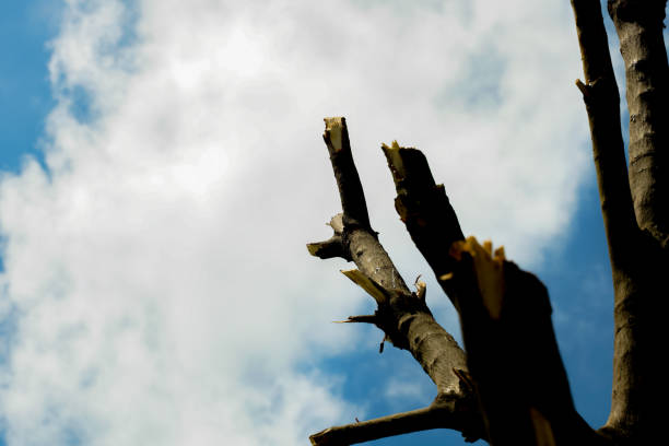 A cut out of wood on a sky background.  It is the destruction of nature, affecting the environment.  cause global warming  reduce the amount of oxygen.