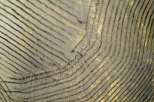 Cracks and structures in wood