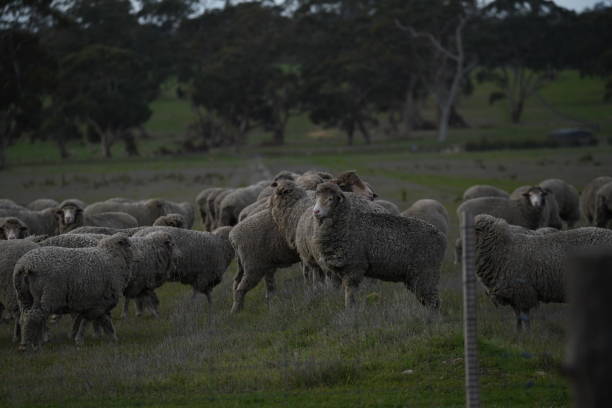 istock A flock of sheep in a green paddock 1418368199