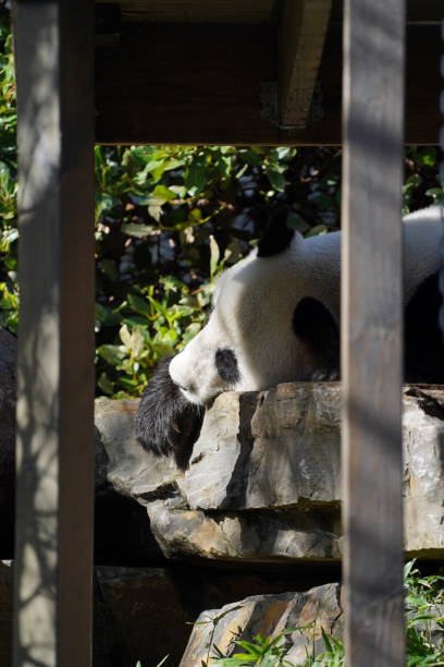 istock Giant Panda Sleeping at the Zoo 1418368396