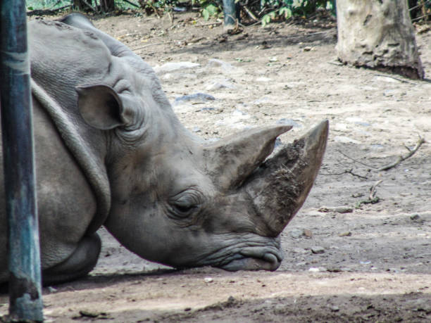 istock white rhino is resting at the zoo in summer 1418368412