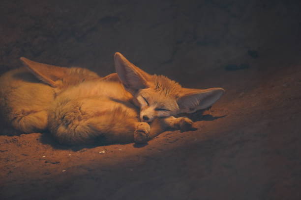 istock Fennec fox sleeping under its heater lamp at the zoo 1418368447