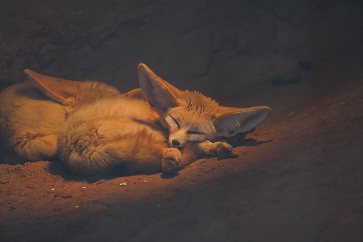 Desert Fox Fennec going to sleep