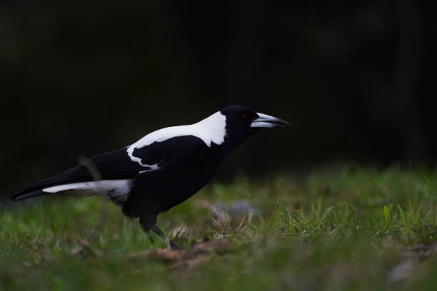 istock Portrait of a black and white magpie 1418368468