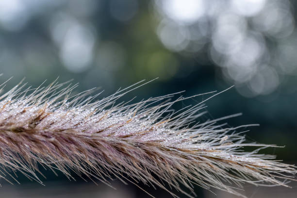 Close-up rain drops on green grass.\nBlack Forest - Germany.