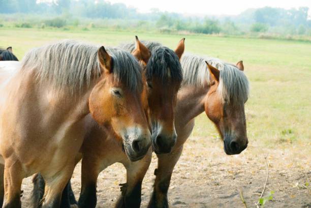 istock Brown domestic horses on a ranch 1418374565