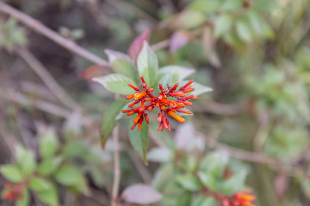 Day blooming jasmine red flower on tree with green leaf. Selective focus of flower.