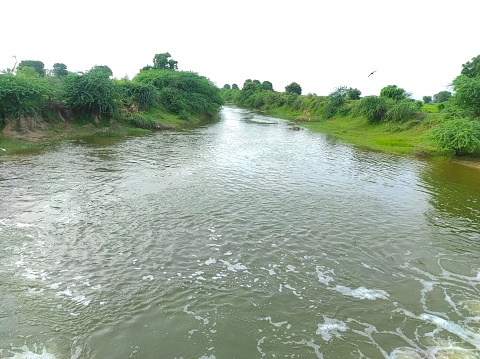 A India Gujarat Ahemdabad Viramgam Thuleta Narmada Canal Walking Through The Field Drinking Water Lily