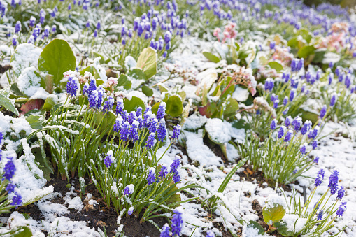 Muscari bulbs in a flower border covered in snow in spring, UK