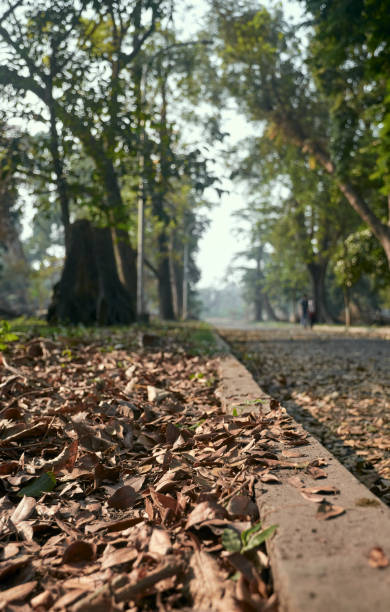 istock Dry fallen leaves on garden walkway inside Acharya Jagadish Chandra Bose Indian Botanic Garden at Shibpur, Howrah 1418377281