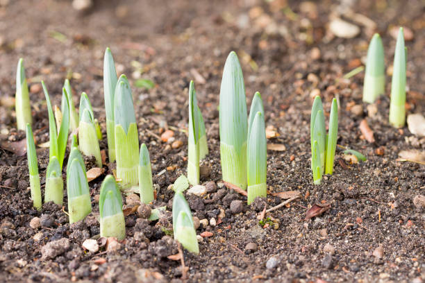 istock Daffodil shoots emerging in January in a UK garden 1418377627