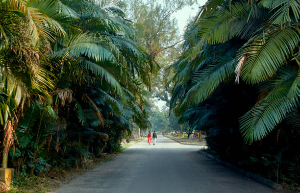 West Bengal, 11/27/2021 : A young couple walking together through garden pathway inside Acharya Jagadish Chandra Bose Indian Botanic Garden, visible through a canopy of palm tree leaves. This place is one of the most photographed place inside the garden which is a popular spot for nature lovers and young couples.\n\nThe Botanic Garden exhibits a wide variety of rare plants and a total collection of over 12,000 specimens spread over 109 hectares and it is a popular destination for nature lovers and travellers.