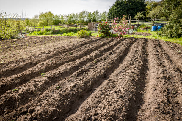 excavando una parcela en invierno, reino unido - tillage fotografías e imágenes de stock