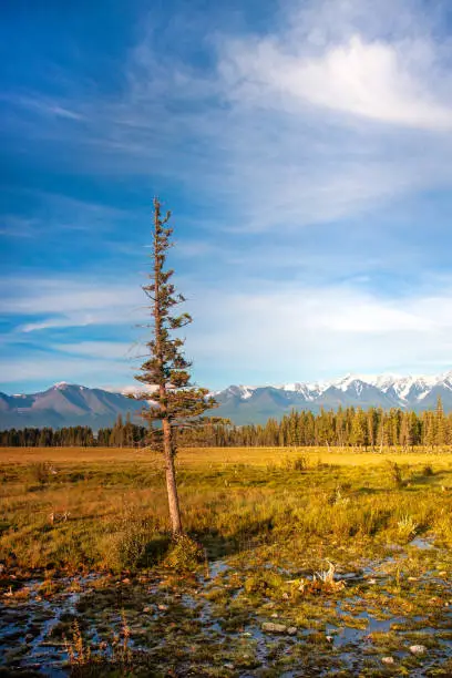 Lonely tree against the backdrop of mountains