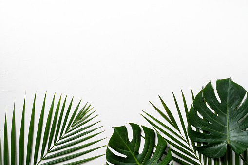 Top view of tropical palm leaves branch and swiss cheese plant isolated on white background with copy space.