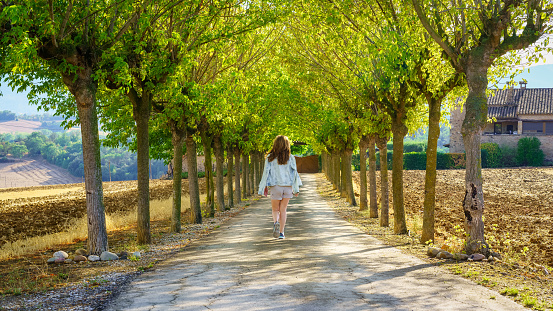Woman strolling along a path among trees lined up on a sunny day and at sunset