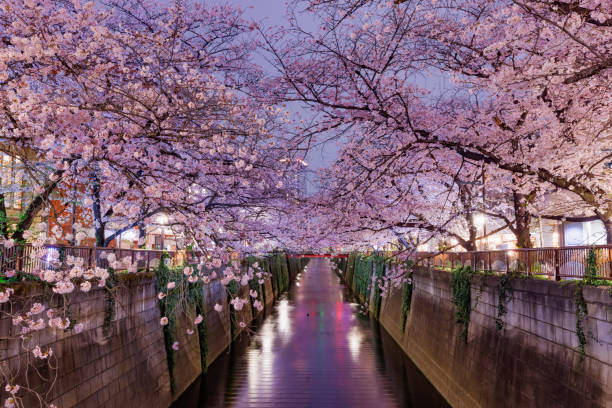 istock Night cherry blossoms in full bloom along the Meguro River 1418381004