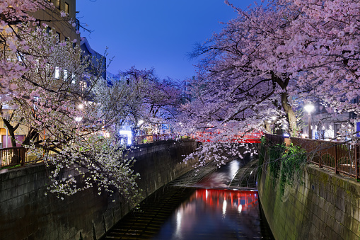 Meguro River is a famous cherry blossom river in Tokyo