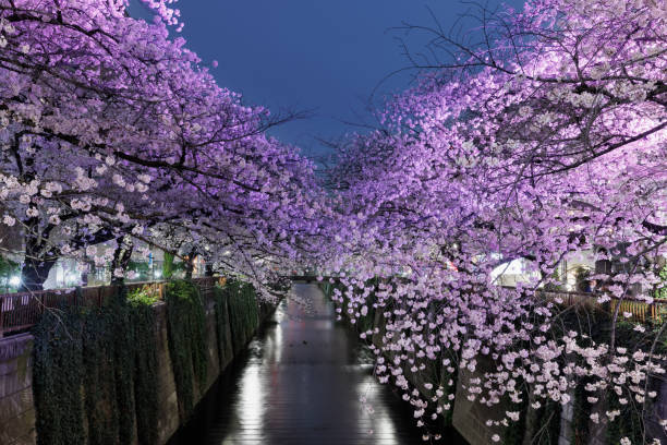 istock Night cherry blossoms in full bloom along the Meguro River 1418381052
