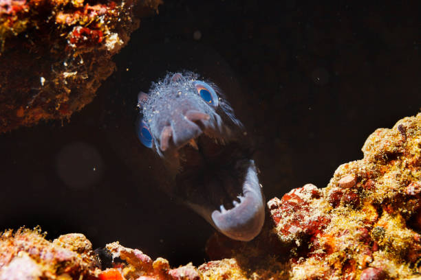 Moray Underwater scene Sea life