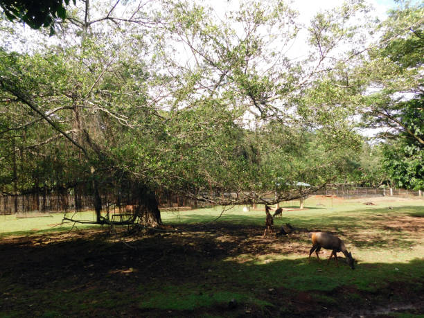 istock deer population is foraging for grass under a shady tree. 1418384958