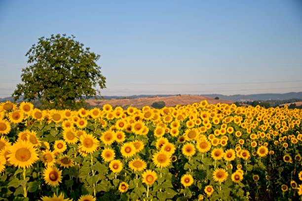 istock Summer Sunflowers in Umbria Italy 1418386095