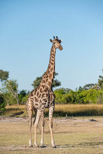 A large male Southern Giraffe (Giraffa giraffa), Moremi, Okavango Delta, Botswana.