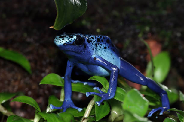 istock Poison Dart frog Tinctorius azureuz closeup on moss, 1418386495