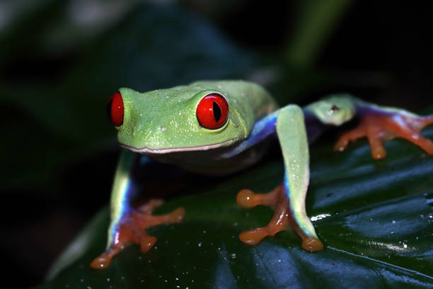 Red eye tree frog closeup stock photo