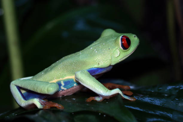 Red eye tree frog closeup stock photo