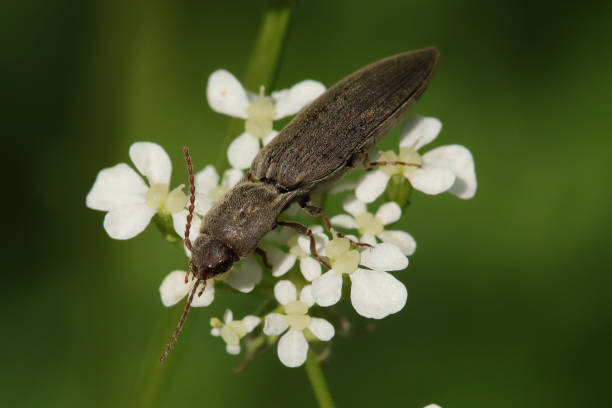 istock Taupin acajou (Athous haemorrhoidalis) 1418386556