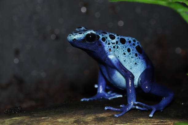 istock Poison Dart frog Tinctorius azureuz closeup on moss, 1418386576