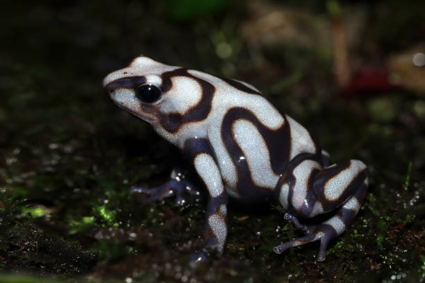Dendrobates auratus pena blanca from side view stock photo