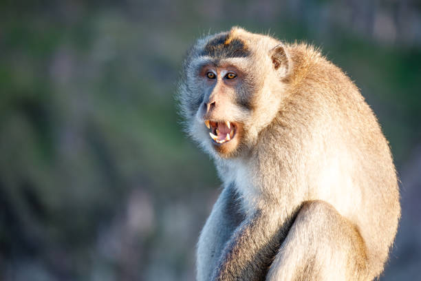 istock Surprised funny monkey with opened mouth. Bali 1418386934