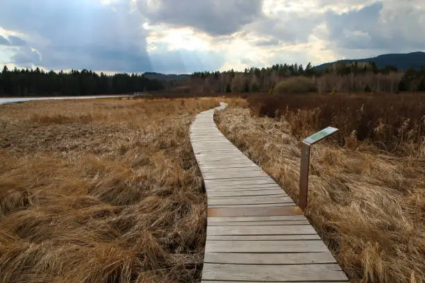 The protected area in Šumava national park in Czech Republic by the pond Olšina with its wooden pathways.