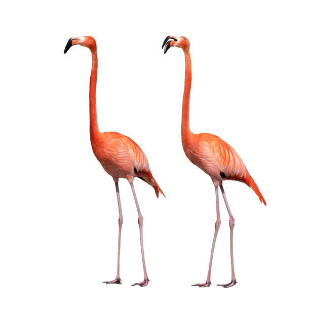 two flamingo isolated on white background
