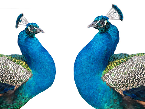 A beautiful close-up profile shot of a peacock’s head and neck against a plain grey background.