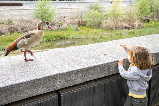 Little blonde-haired girl feeding bread to a duck in a pond in the park. Stock photography