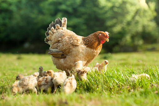 organic free range hen with chicks on a rural farm on a sunny day. Mother hen in freedom surrounded by newborn chicks. Free range hen concept on organic farm