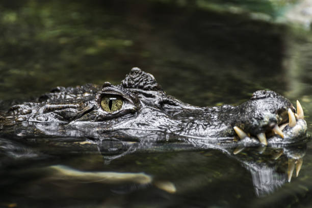 istock waiting in the water, alligator 1418393427