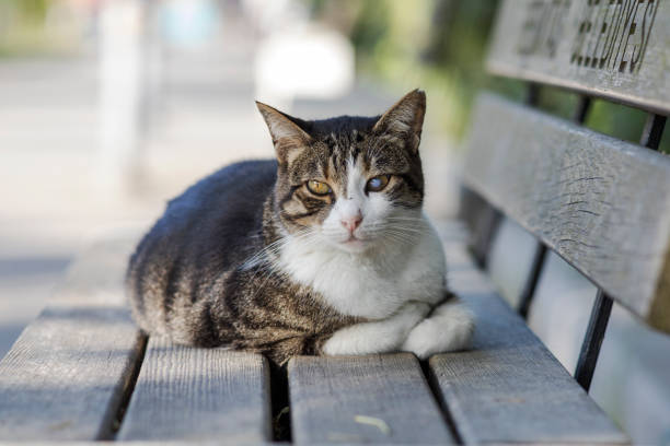 istock Front portrait of a stray mackerel cat with cataract on one eye. 1418393564