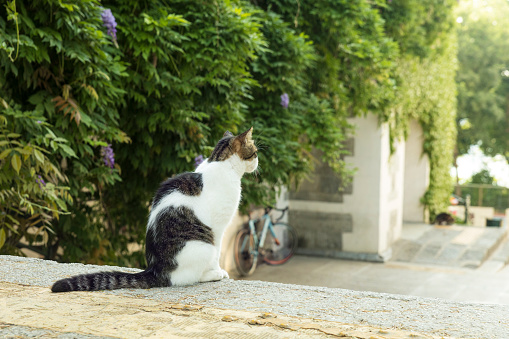Brown and white cat sitting at high ground outdoors, looking away, in rear portrait. With nice foliage, a historic building's walls and sunlight in the background